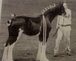 Zuchtstute Wolf Mound's Royal Kate (Clydesdale, 2004, von Armageddon's Lord Caleb)