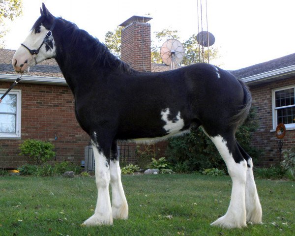 horse Wolf Mound's Valentino (Clydesdale, 2012, from Eel River Victor's Nootka)