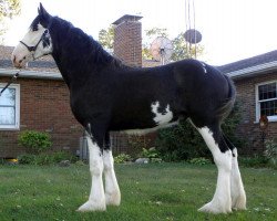 Pferd Wolf Mound's Valentino (Clydesdale, 2012, von Eel River Victor's Nootka)