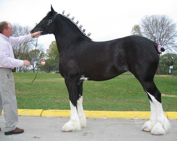 Zuchtstute Wolf Mound's Alexandria (Clydesdale, 2004, von Armageddon's Lord Caleb)