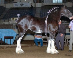 Zuchtstute Wolf Mound's Brilliant Onyx (Clydesdale, 2006, von Armageddon's Lord Elijah)