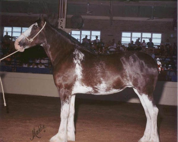 Zuchtstute Wolf Mound's Lady Dutchess (Clydesdale, 1996, von Armageddon's Lord Noah)