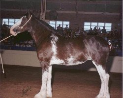 broodmare Wolf Mound's Lady Dutchess (Clydesdale, 1996, from Armageddon's Lord Noah)