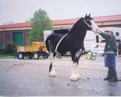 horse Wolf Mound's Express Diamond (Clydesdale, 2000, from Donegal Midnight Express)