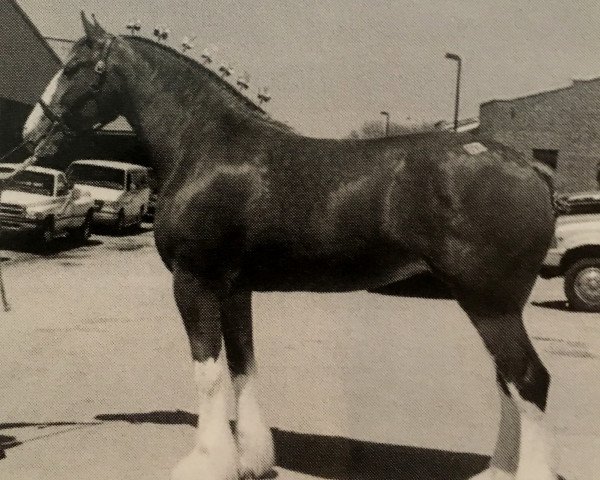 broodmare Wolf Mound's Fanfare (Clydesdale, 2000, from Green Leaf Prestige)