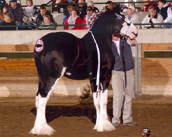 Pferd Wolf Mound's Lady Jane (Clydesdale, 2008, von Eel River Victor's Nootka)