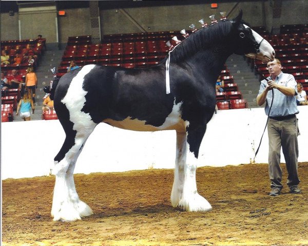 broodmare Wolf Mound's Lady Sophia (Clydesdale, 2009, from Eel River Victor's Nootka)