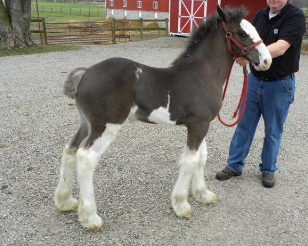 Pferd Wolf Mound's Majestic Raven (Clydesdale, 2019, von Donegal Major Factor)