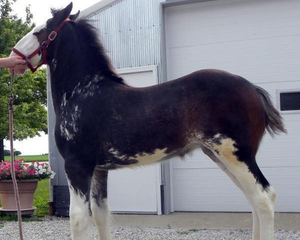 Pferd Wolf Mound's Girl On Fire (Clydesdale, 2016, von H.M.H. Rockin Bentley)