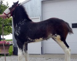 horse Wolf Mound's Girl On Fire (Clydesdale, 2016, from H.M.H. Rockin Bentley)