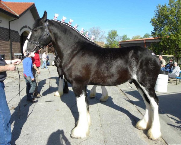 horse Wolf Mound's Prince William (Clydesdale, 2009, from Eel River Victor's Nootka)