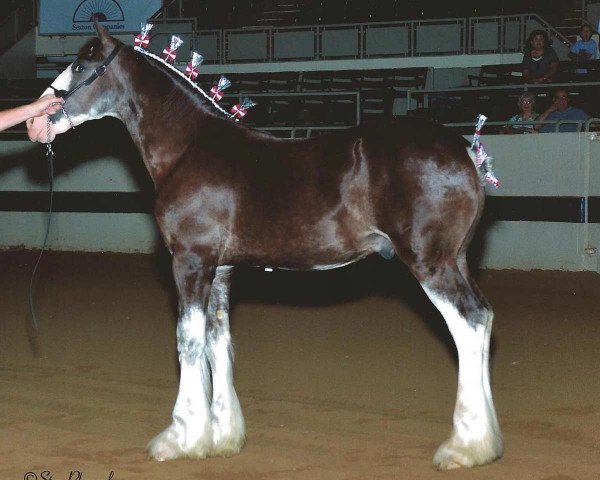 stallion Wolf Mound's Royal Grander (Clydesdale, 2011, from Grandview Eli's Just-In-Step)