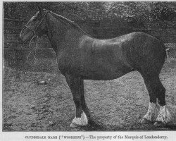 Zuchtstute Woodbine (Clydesdale,  , von Prince of Kyle)