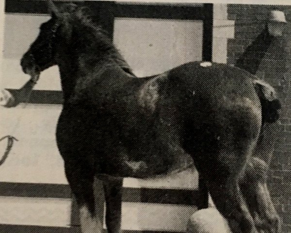 broodmare Woodland Jeanette (Clydesdale, 1982, from Woodland Glenord)