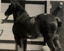 Zuchtstute Woodland Jeanette (Clydesdale, 1982, von Woodland Glenord)