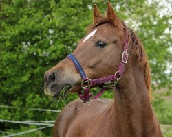 dressage horse Shania 28 (Deutsches Reitpony, 2007, from Unbekannt PONY)