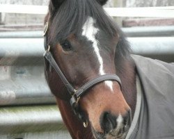 Zuchtstute Victoire du Coeur (Holsteiner, 2006, von Contender)