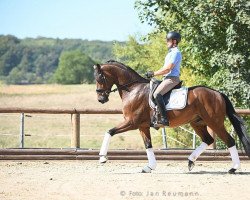 dressage horse Flaconi B (German Sport Horse, 2015, from Fürstenball)