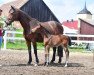 broodmare Vulkanos Röschen III (Hanoverian, 2008, from Vulkano 10)