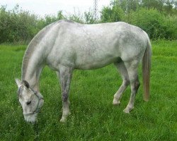 horse Lucky Luke 104 (Holsteiner, 1993, from Ladero)