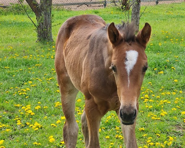 Springpferd Lillet (Deutsches Sportpferd, 2021, von Le Quidam)