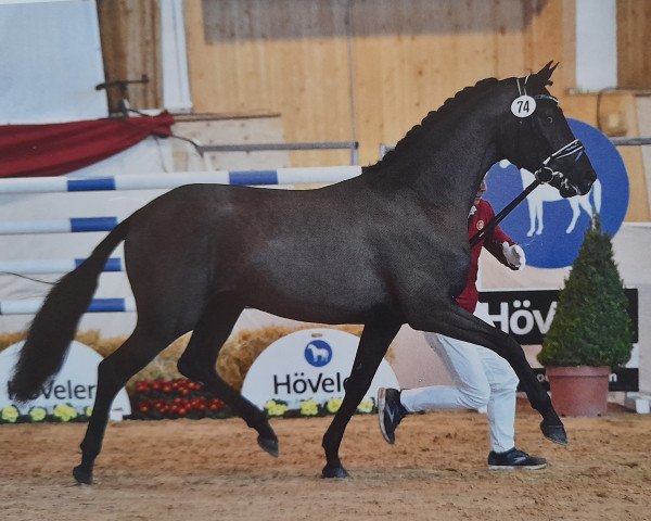 dressage horse Hengst von Secret / Hochmeister (German Sport Horse, 2019, from Secret)