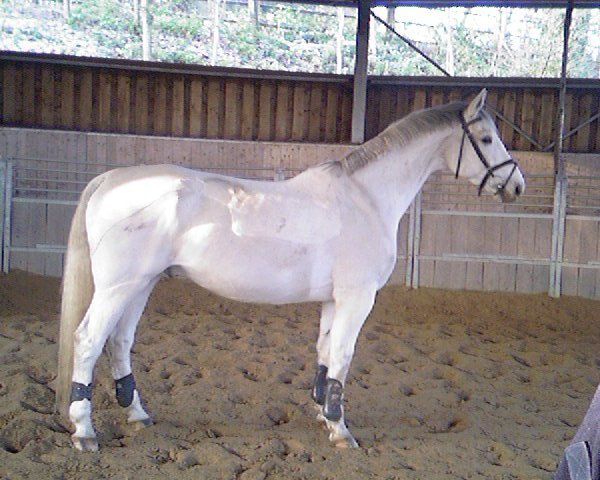 jumper Aron G (Hanoverian, 1993, from Argentinus)