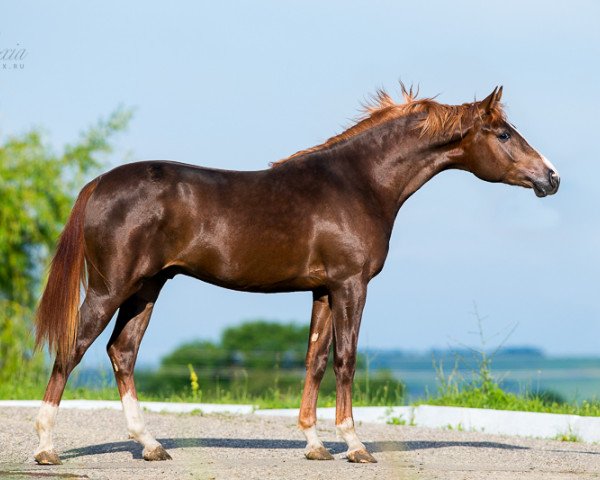 Pferd Wind King Tersk 2011 ox (Vollblutaraber, 2011, von Nonius 2001 ox)