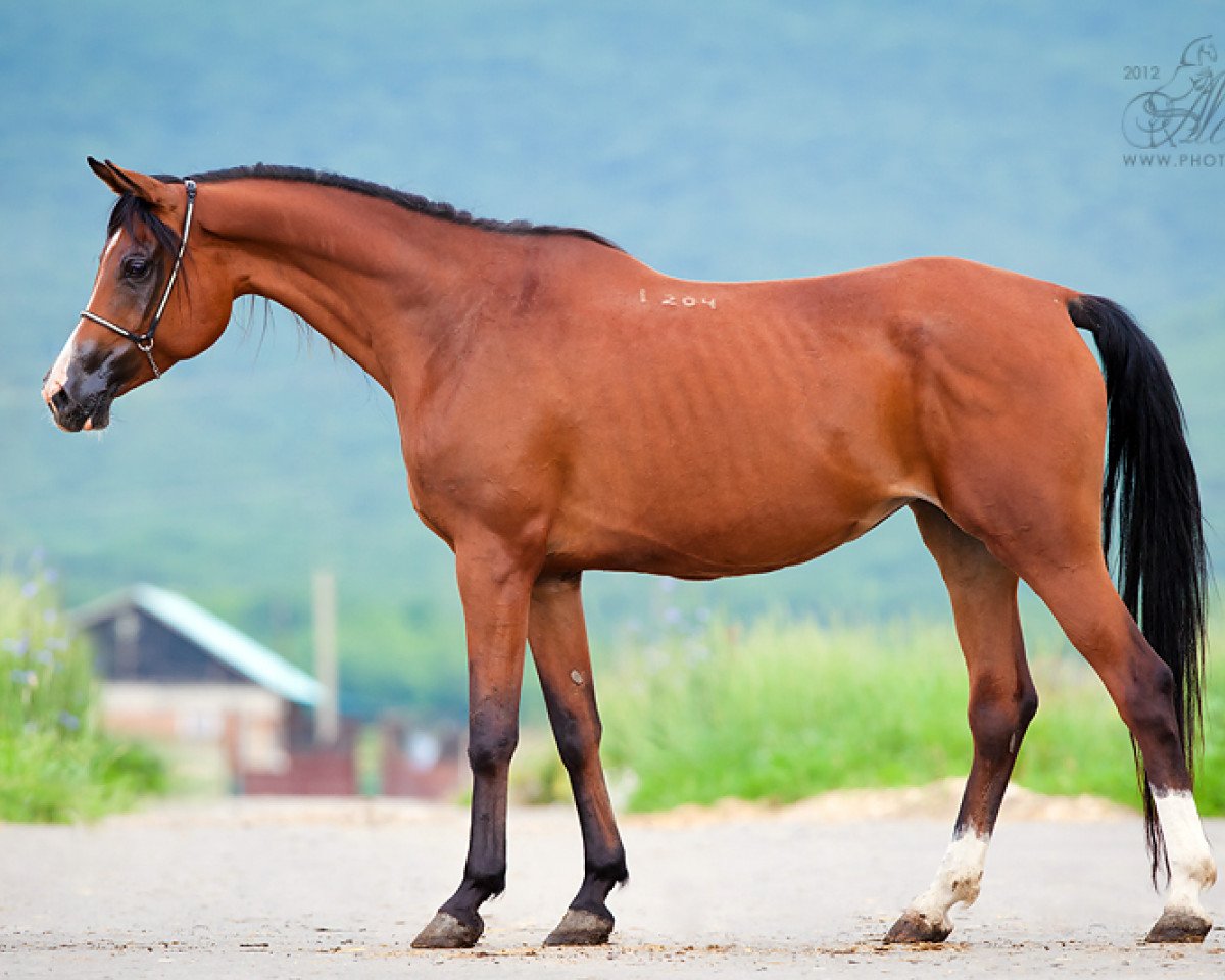 broodmare Varshavianka 2004 ox (Arabian purebred, 2004, from Karat 1993 ox)