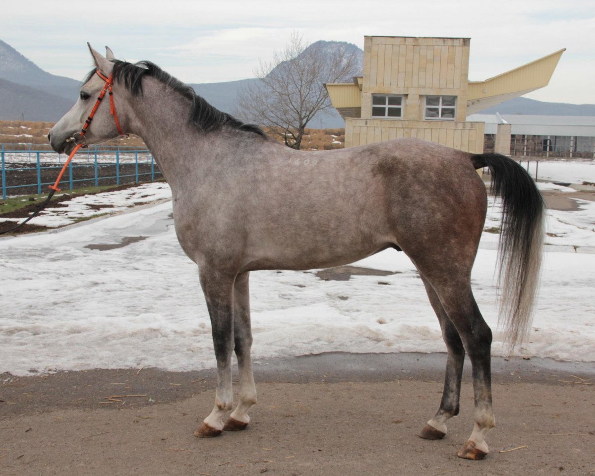 horse Velaskes 2009 ox (Arabian purebred, 2009, from Kamelot 2000 ox)