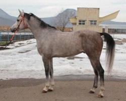 horse Velaskes 2009 ox (Arabian thoroughbred, 2009, from Kamelot 2000 ox)