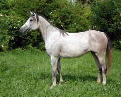 broodmare Velikaia 2005 ox (Arabian thoroughbred, 2005, from Karat 1993 ox)