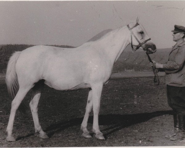 broodmare Naparnitsa II 1947 ox (Arabian thoroughbred, 1947, from Naseem 1922 ox)