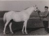 Zuchtstute Naparnitsa II 1947 ox (Vollblutaraber, 1947, von Naseem 1922 ox)