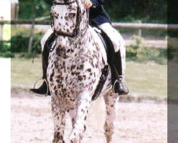 stallion Hamlet Frydenlund (Knabstrupper, 1991, from Apollon)