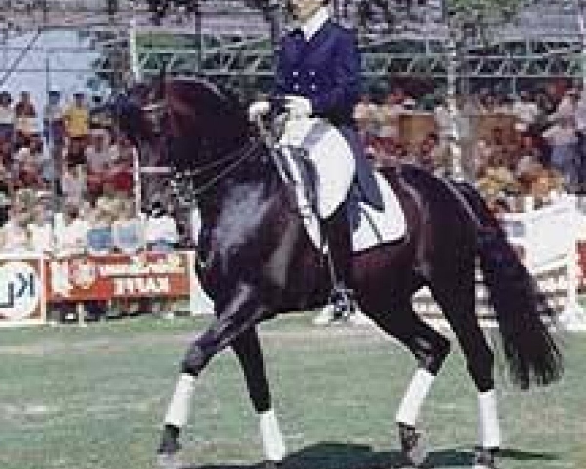 Deckhengst Chronos (Trakehner, 1984, von Mahagoni)