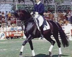 stallion Chronos (Trakehner, 1984, from Mahagoni)