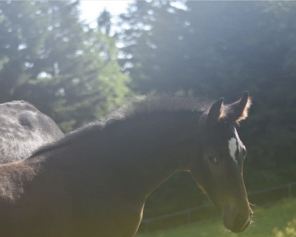 Springpferd Stute von Ogano / Central Park (Holsteiner, 2021, von Ogano)