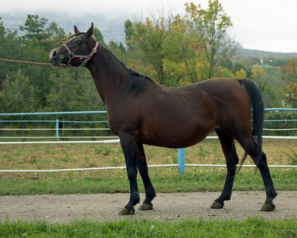 broodmare Vizantia 1983 ox (Arabian thoroughbred, 1983, from Menes 1977 ox)