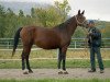 broodmare Velikolepnaia 1993 ox (Arabian thoroughbred, 1993, from Pakistan 1979 ox)