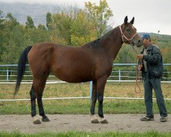 Zuchtstute Velikolepnaia 1993 ox (Vollblutaraber, 1993, von Pakistan 1979 ox)