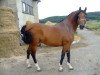 stallion Basketbol 1997 ox (Arabian thoroughbred, 1997, from Aromat 1981 ox)