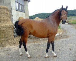 stallion Basketbol 1997 ox (Arabian thoroughbred, 1997, from Aromat 1981 ox)