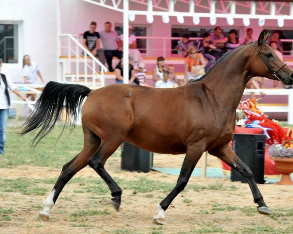 broodmare Velikobritania 2003 ox (Arabian thoroughbred, 2003, from Basketbol 1997 ox)