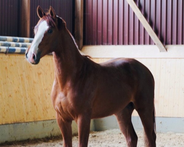 dressage horse Fehlerfrei (Hanoverian, 2019, from Fuechtels Floriscount OLD)