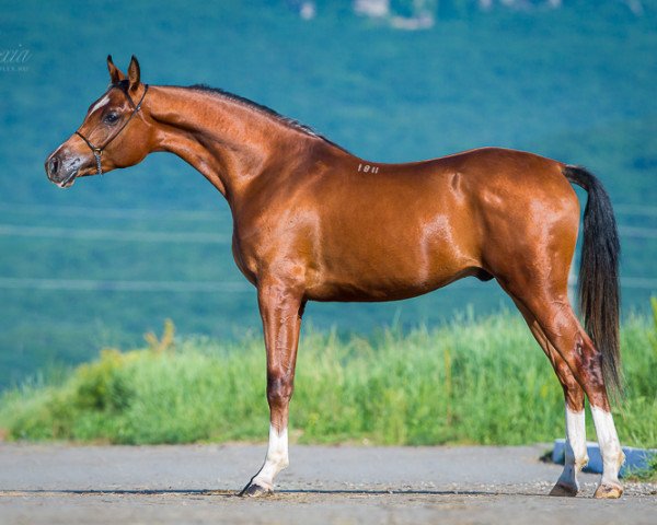 stallion Viper Tersk 2011 ox (Arabian thoroughbred, 2011, from Pobeditel 1998 ox)