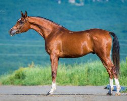 stallion Viper Tersk 2011 ox (Arabian thoroughbred, 2011, from Pobeditel 1998 ox)