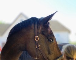 dressage horse Sky is the Limit (Westphalian, 2009, from Show Star)