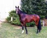 broodmare Constanze (German Warmblood, 2008, from Con Sherry)