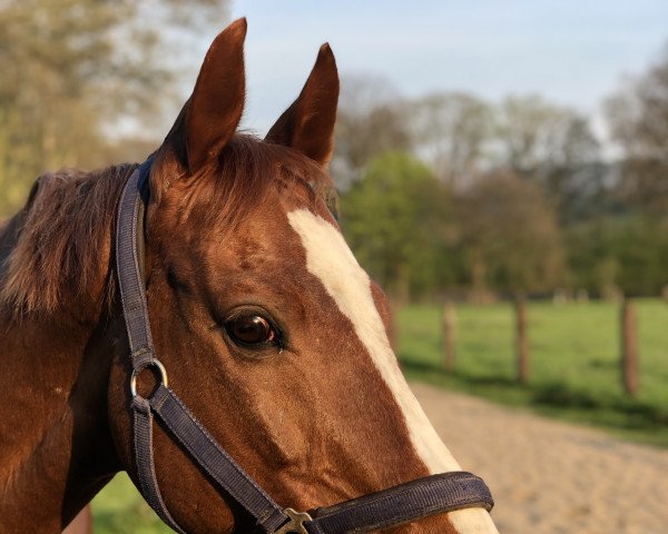 horse Orlando 272 (polish noble half-breed, 2006, from Oliver)